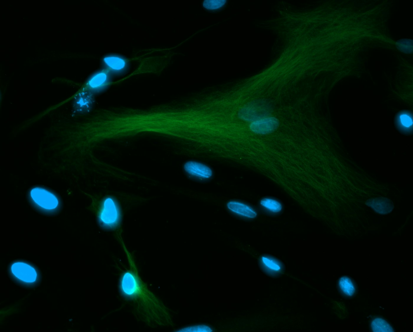 Abstract blue and green cellular biology imagery
